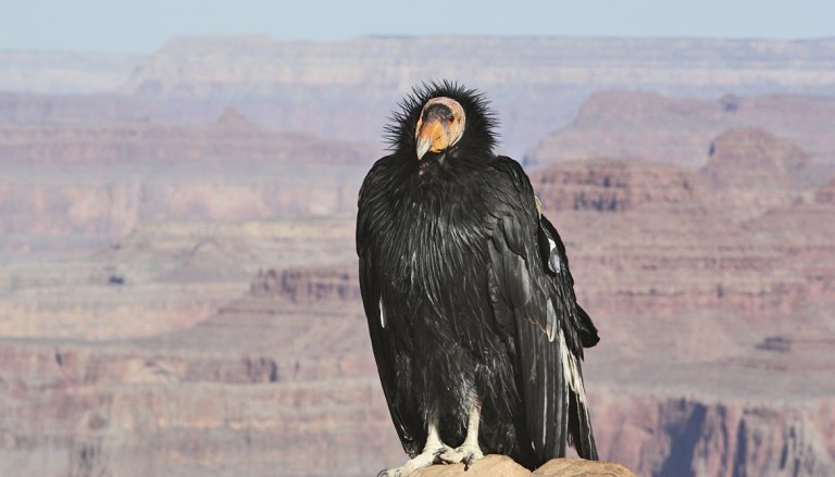 Articles discussing the impact of lead on the California Condor