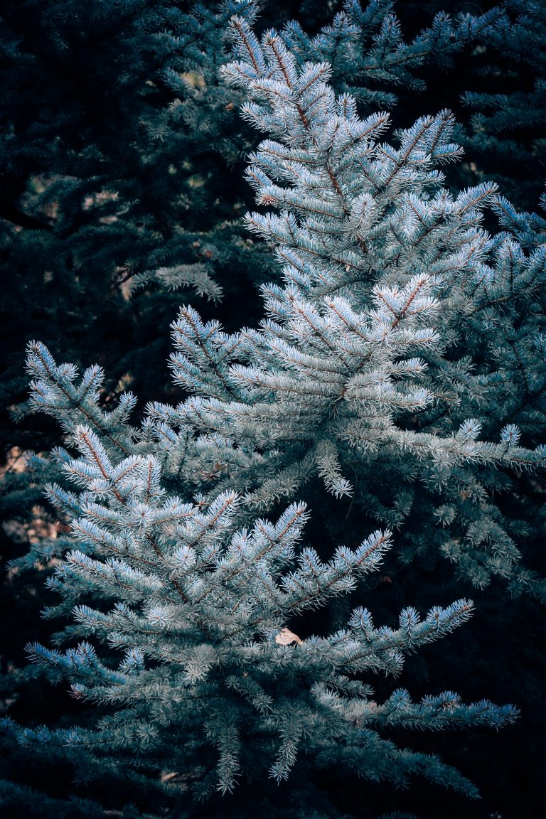 NLR: Oregon Fourth Grade Kids Can Cut Their Own Christmas Tree For Free!