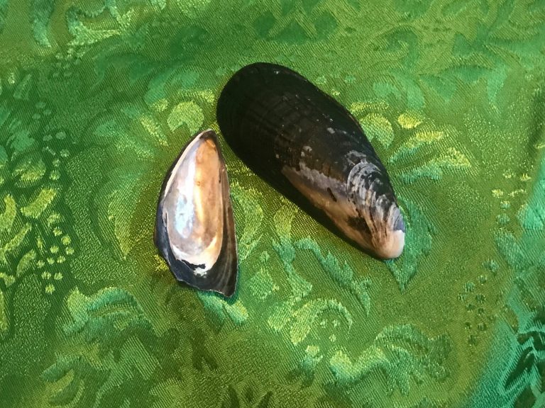 I will not eat mussels again. These shells were positive for 14,000 ppb Cadmium. Food is toxic at levels below 100 ppb.