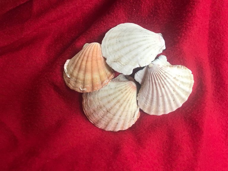 #AskTamara: I know shellfish can have high Lead (as a food), but do scallop *shells* have an unsafe level of Lead? Are they safe for kids?