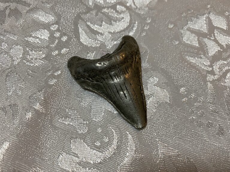 Shark tooth “fidget” from Monterey Aquarium: 29,200 ppm Antimony (causes cancer in rats). NOT safe for kids.