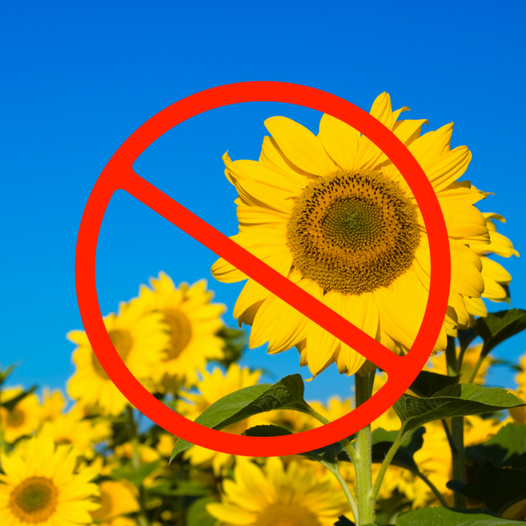 Is sunflower butter bad for you? What’s the problem with sunflower seed butter? Do sunflower seeds have Lead?