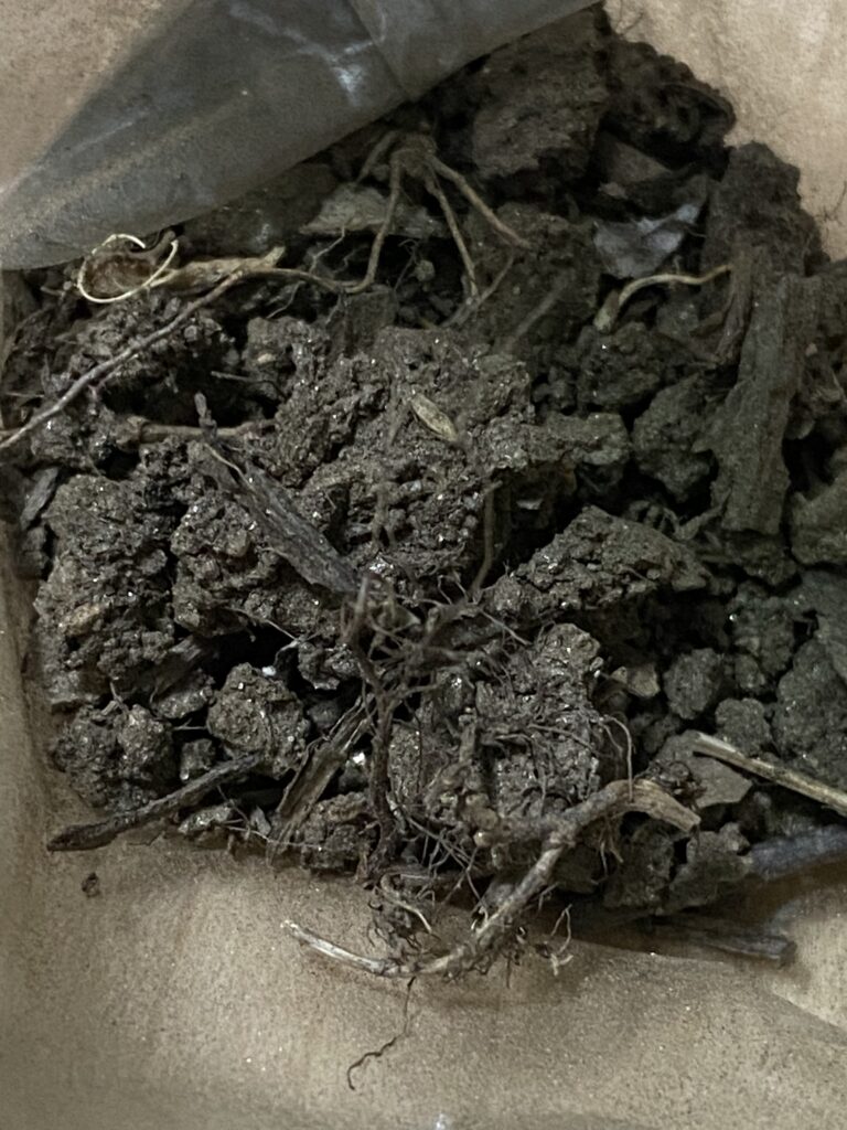 L’s soil from South Carolina