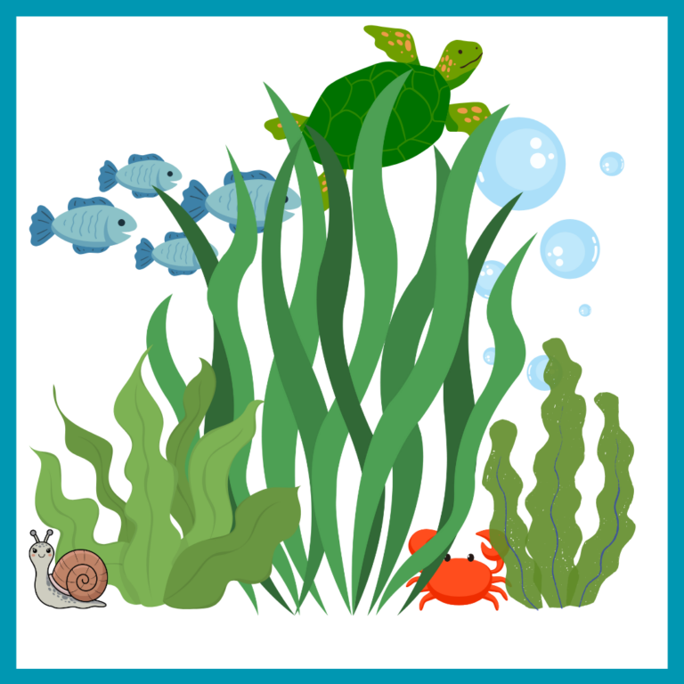 Seaweed & Kelp Product Comparison Chart (Nori, Supplements, Seaweed Snacks, etc.)