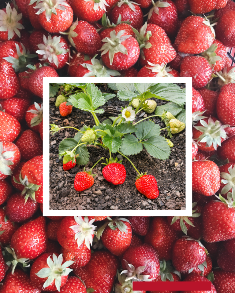 September 6, 2026: Exchanges With Community Members — Strawberries